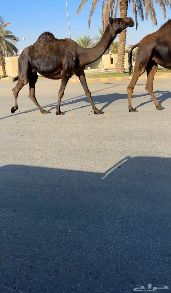 لقحات مجاهيم 2