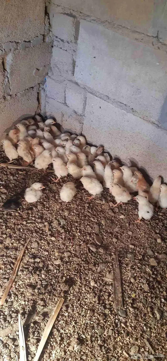 صوص دجاج بلدي 2