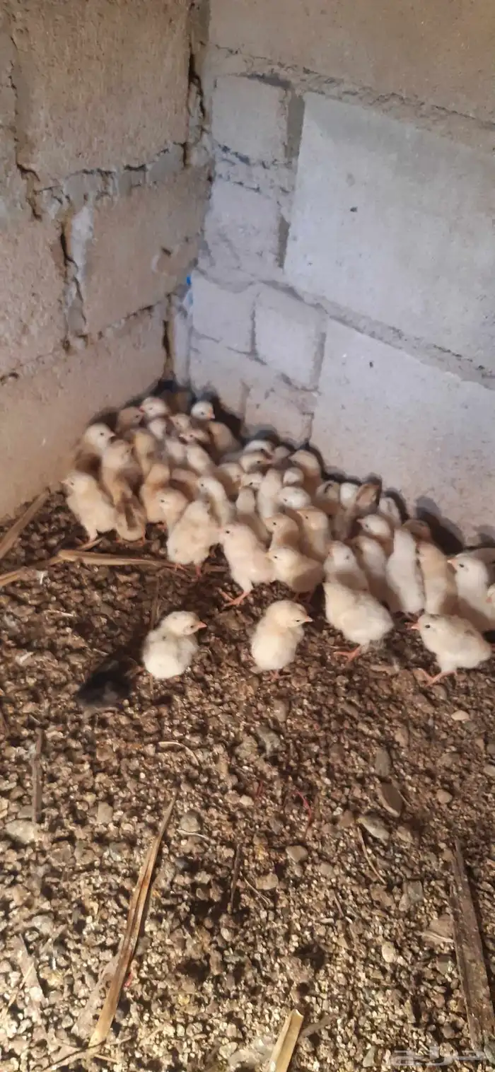 صوص دجاج بلدي 1