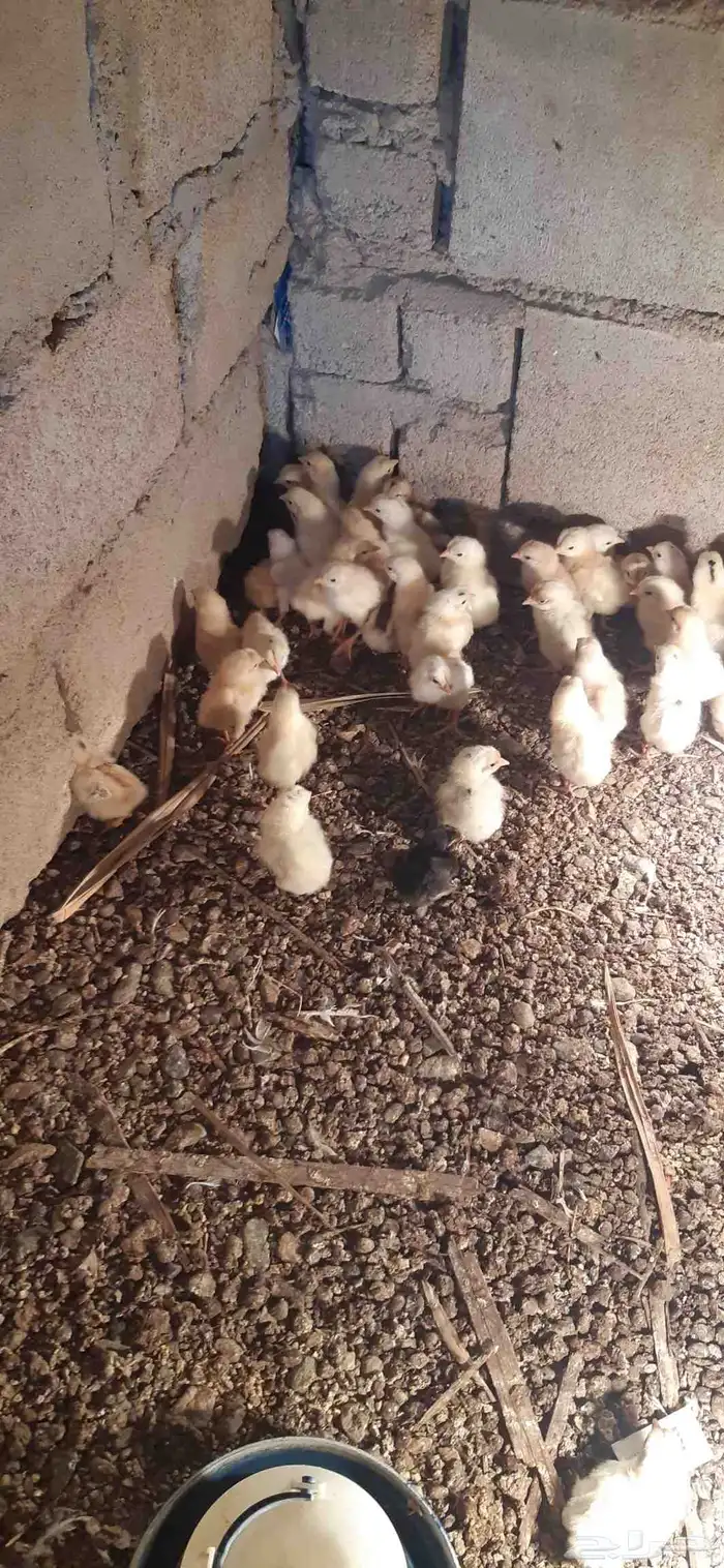 صوص دجاج بلدي 0