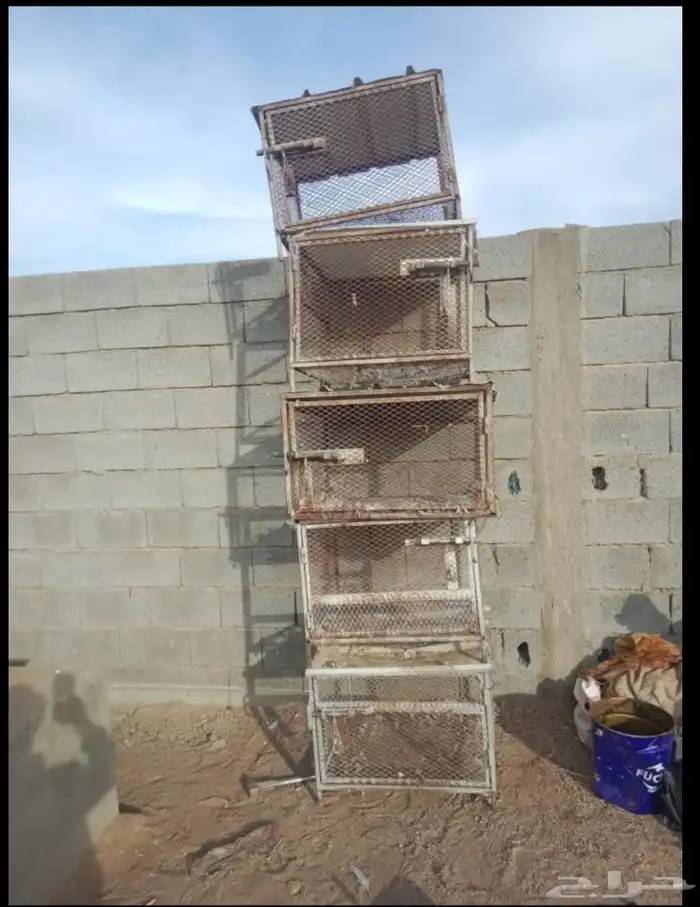 شبك دجاج او هرر او وبران او أرانب وحدي في الوحد 80. العدد 0