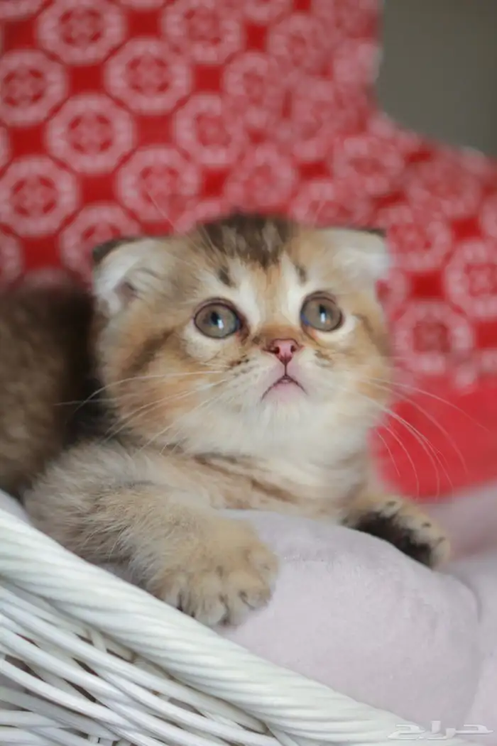 سكوتش قولد بالشرقيه للبيع 4