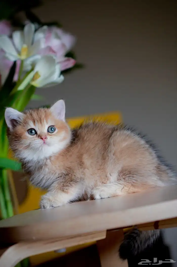 سكوتش قولد بالشرقيه للبيع 0