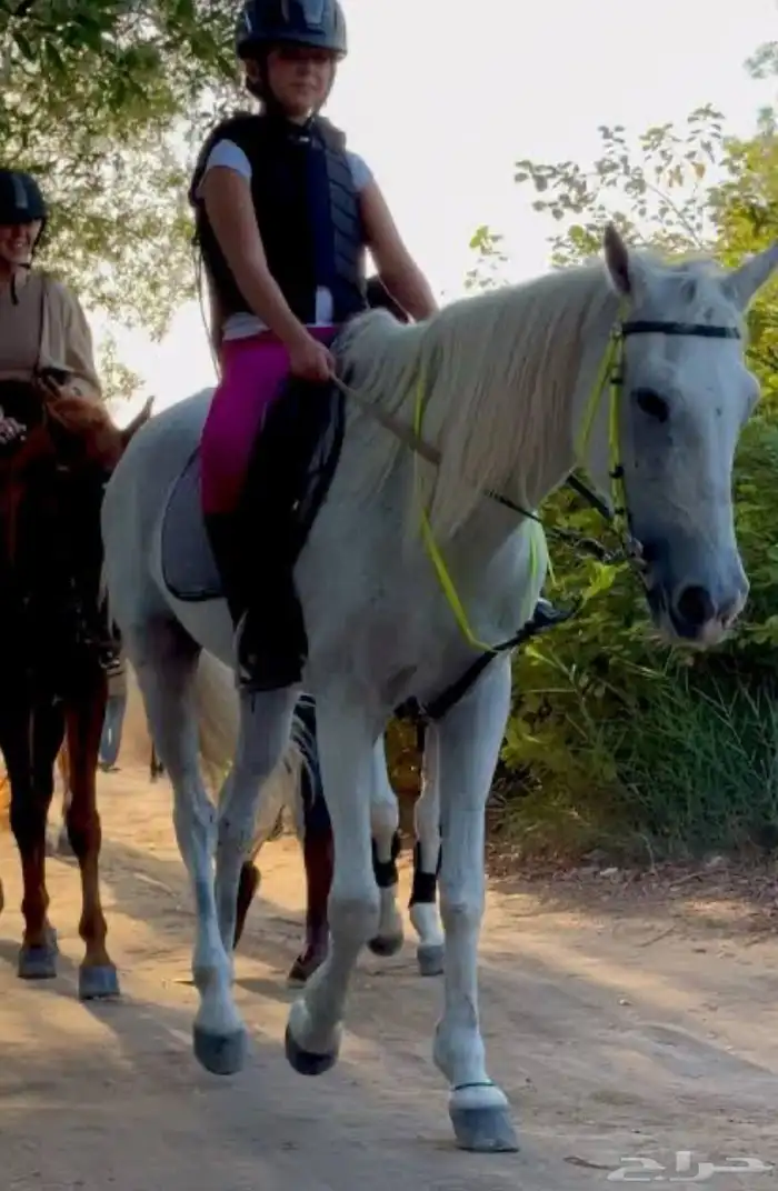 تدريب ركوب الخيل 2
