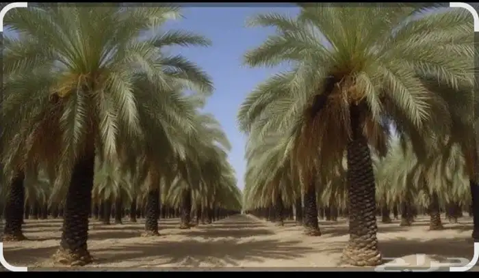 تركيب وتشذيب أشجار النخيل والعناية بها 4