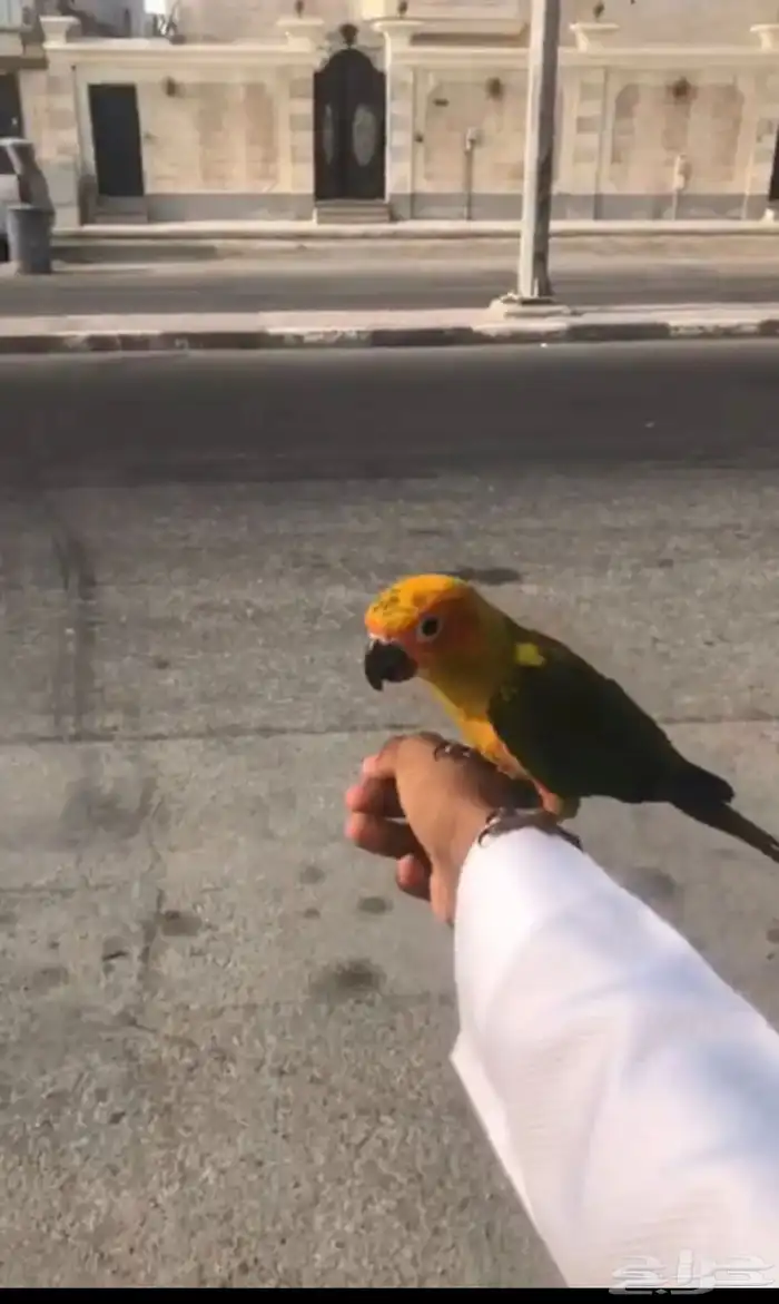 صن كنيور مفقود في حي طيبة 0