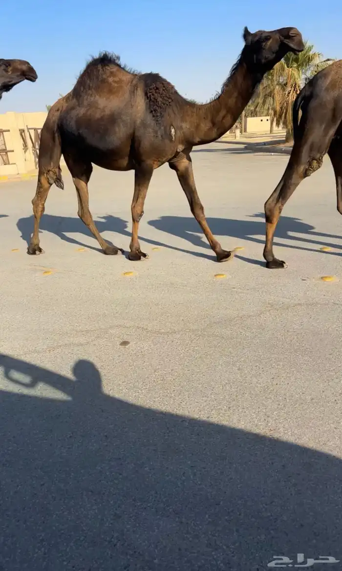 لقحات مجاهيم 1