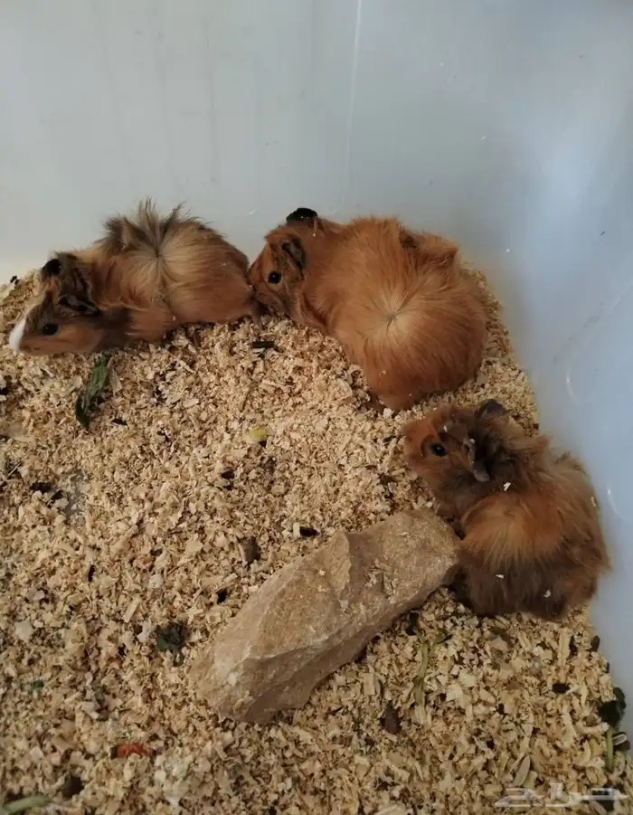 حيوانات للبيع (سلحفاة  وبر هامستر) 6