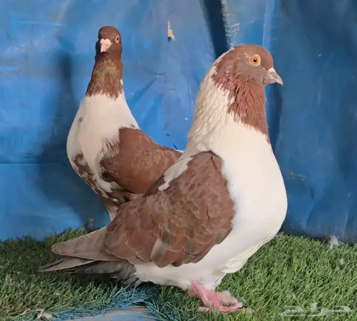 جوز سيكي شامي 4