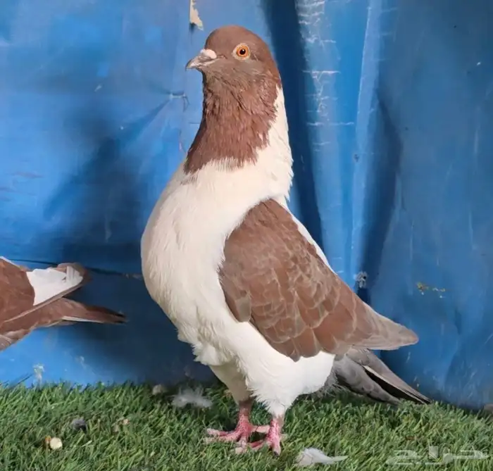 جوز سيكي شامي 3