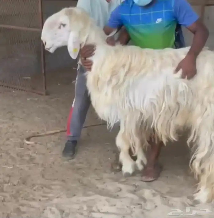 فحل نجدي مشروط 0