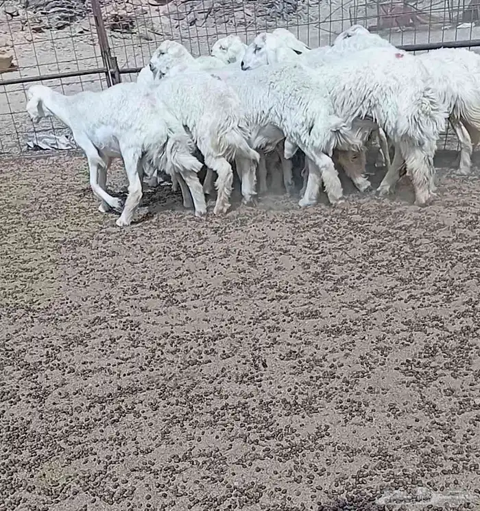 طليان فروع 0