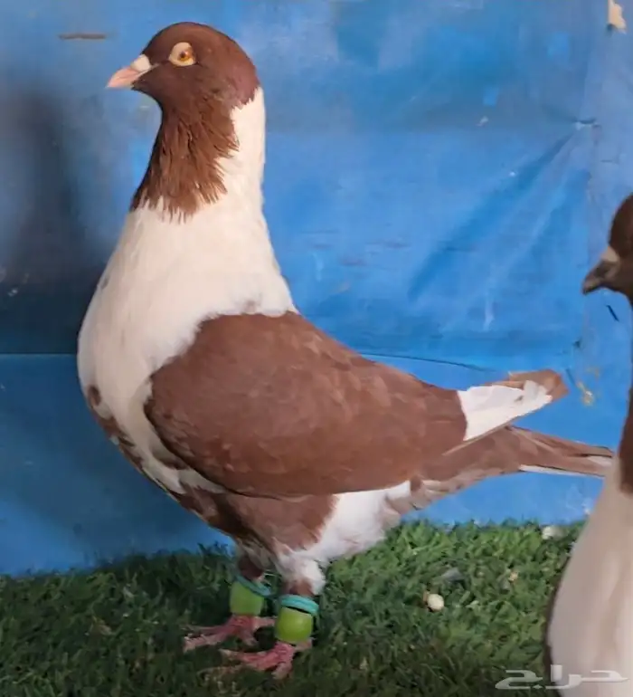 جوز سيكي شامي 2