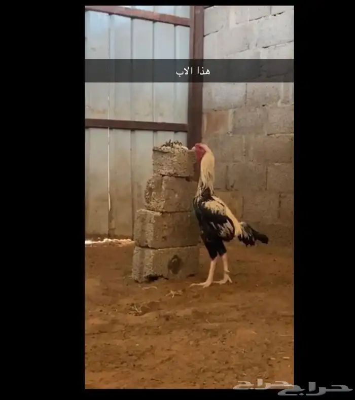 دجاج حجازي مكس بشامو ياباني 1 7