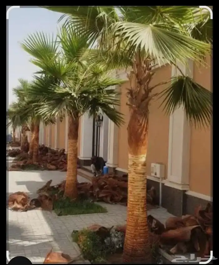 تركيب وتشذيب أشجار النخيل والعناية بها 3