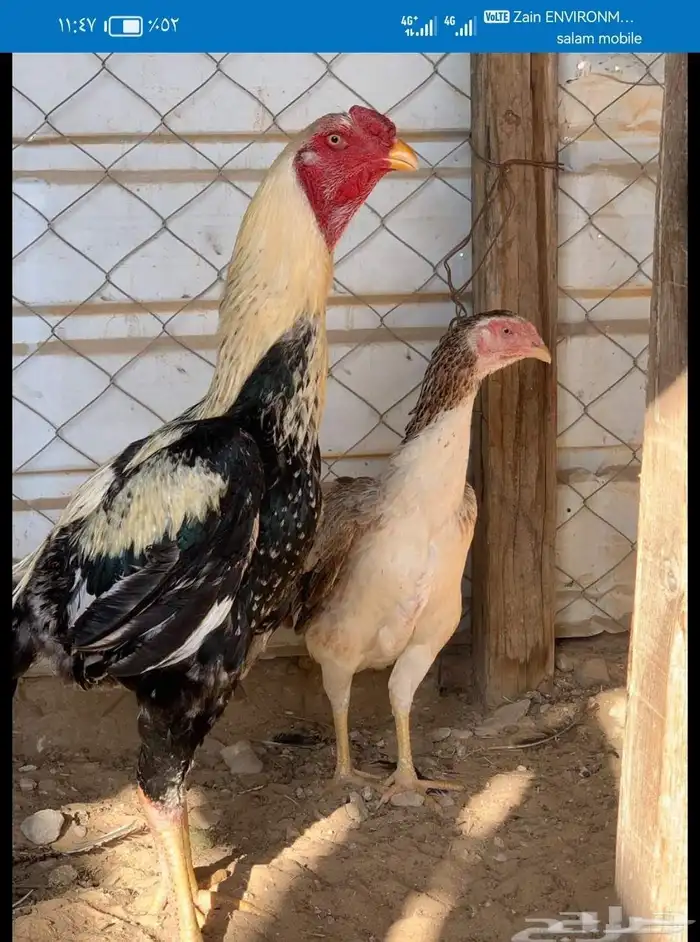 دجاج حجازي مكس بشامو ياباني 1 8