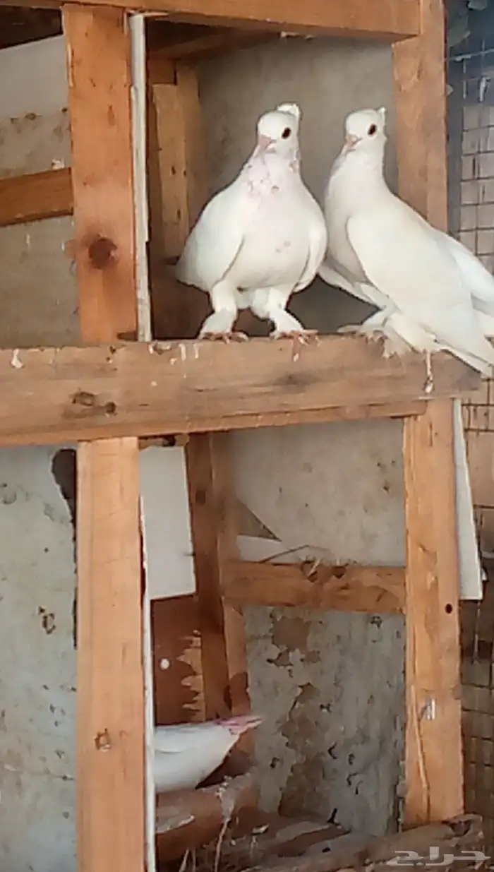 زوج حمام صنعاني ابيض 2