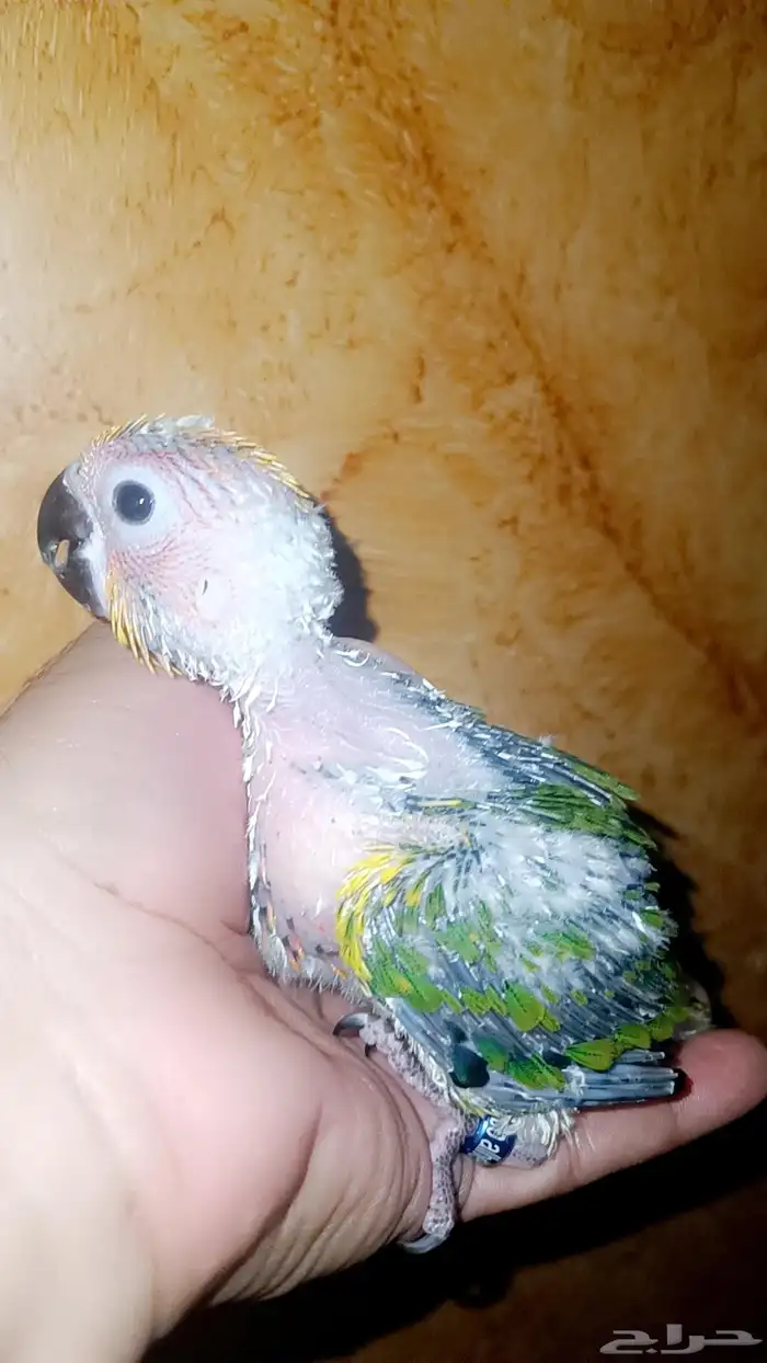 فرخ ( صن كنيور ) 2