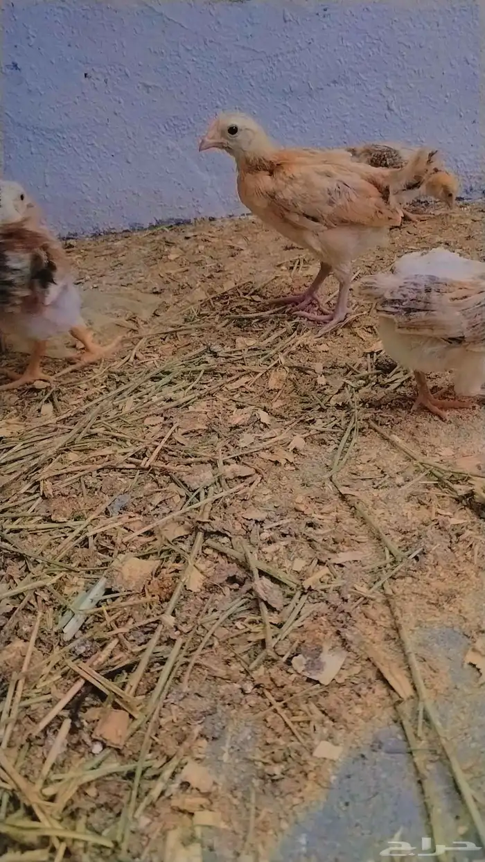 صوص بلدي ممتاز للبيع 2