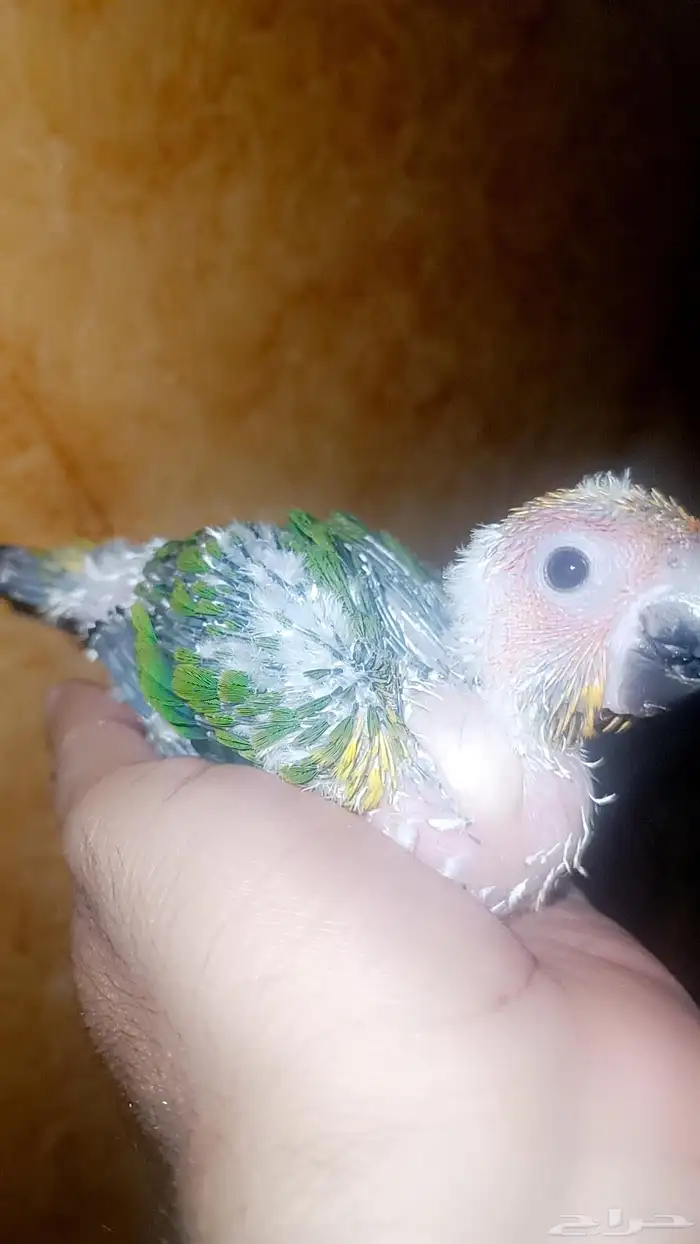 فرخ ( صن كنيور ) 3