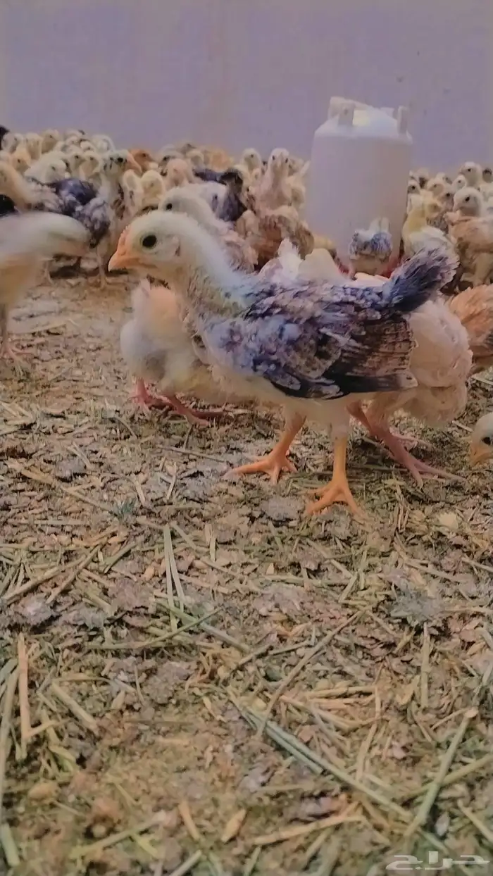 صوص بلدي ممتاز للبيع 7