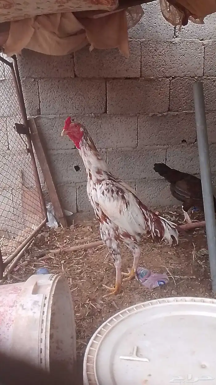 ما شاء الله 1