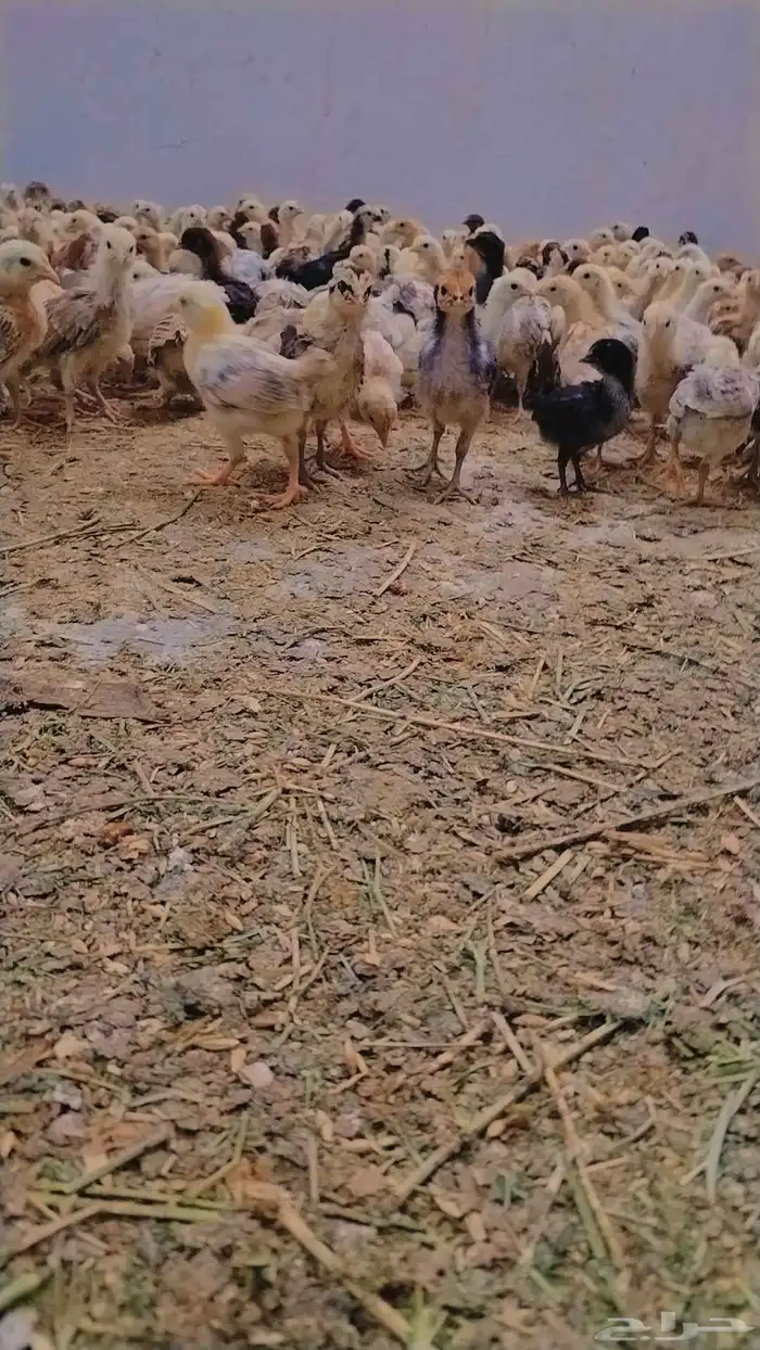 صوص بلدي ممتاز للبيع 9