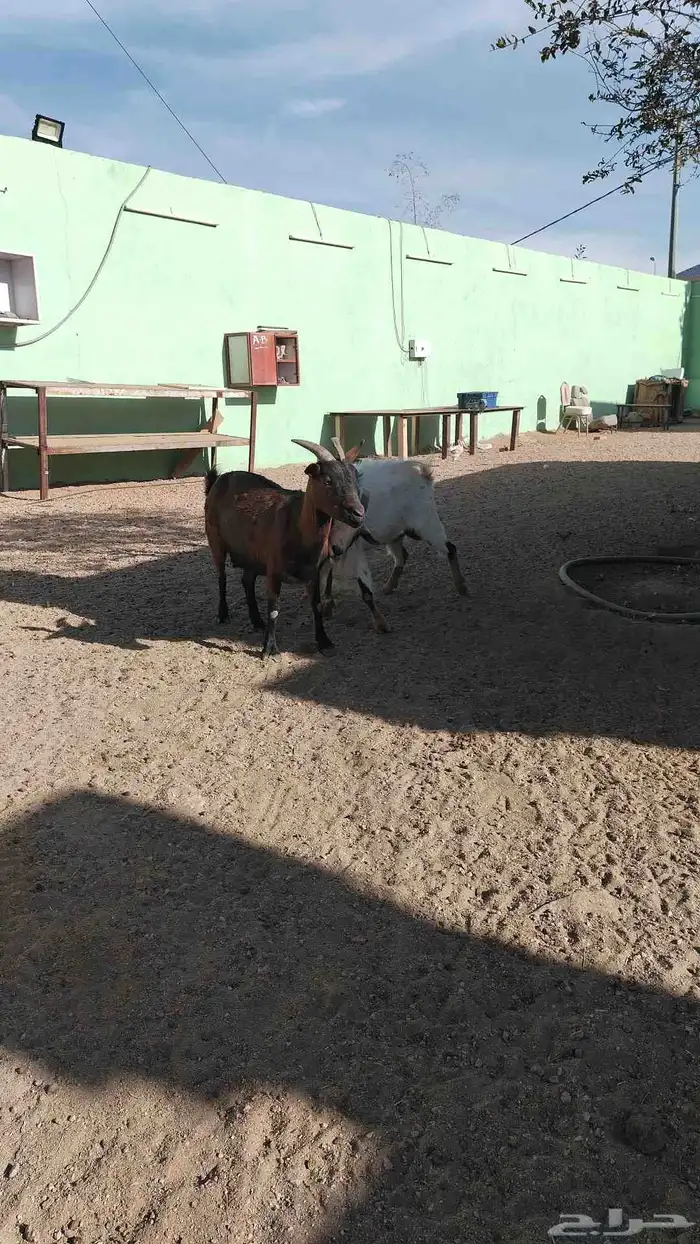 زوج ماعز قزم امريكي 5