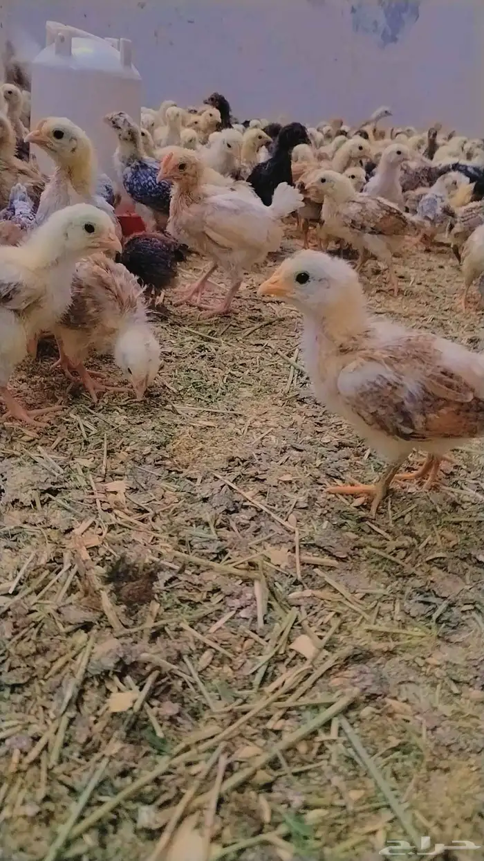 صوص بلدي ممتاز للبيع 8