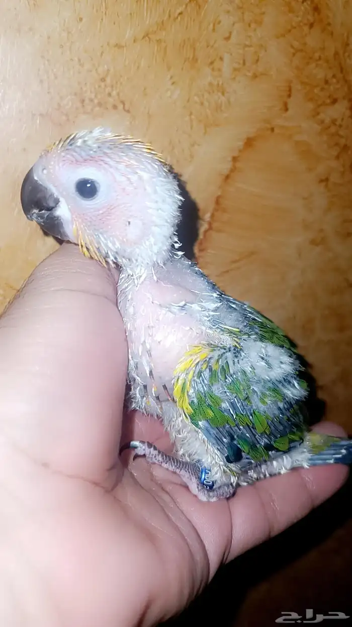 فرخ ( صن كنيور ) 1