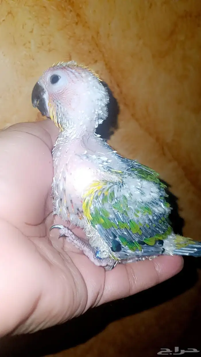 فرخ ( صن كنيور ) 4