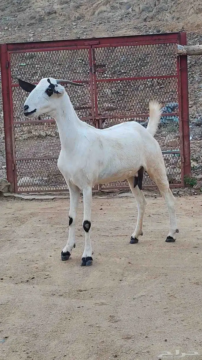 عنز بيشية فاخرة دااافع 0