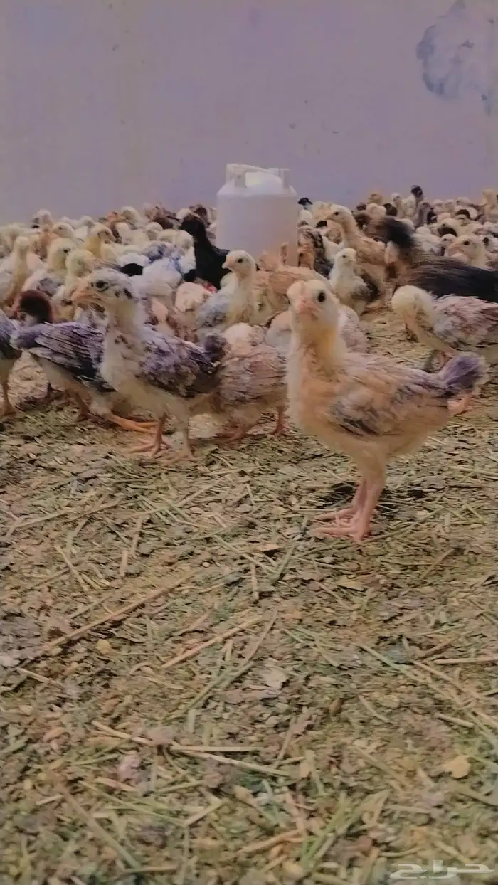 صوص بلدي ممتاز للبيع 5