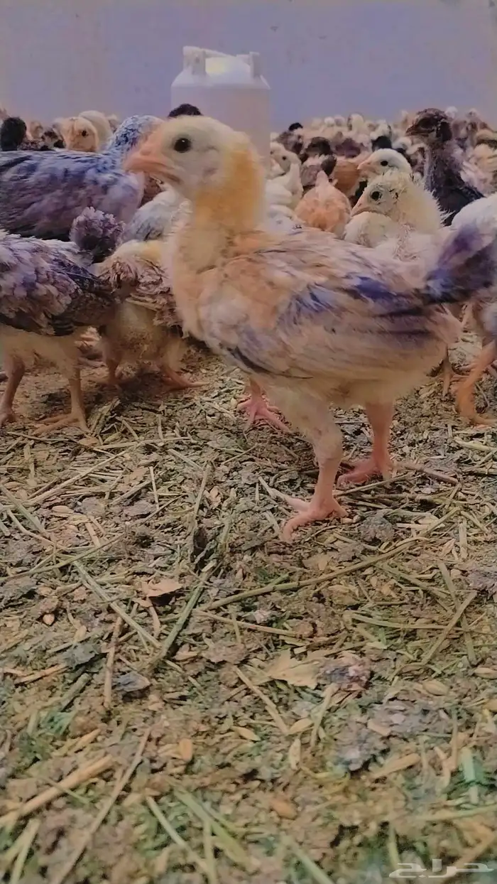 صوص بلدي ممتاز للبيع 0