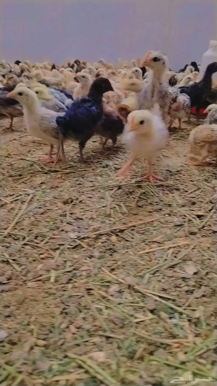 صوص بلدي ممتاز للبيع 1