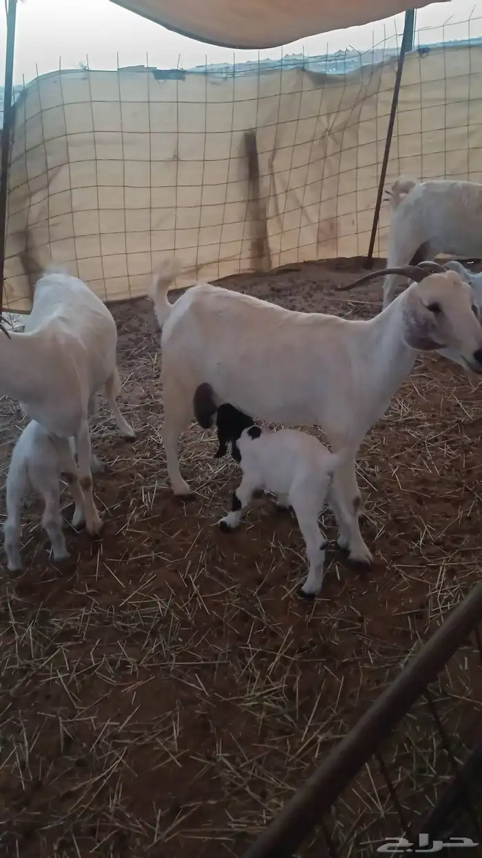 ماعز للبيع اربع معاها اربع جدة طريق عسفان 2