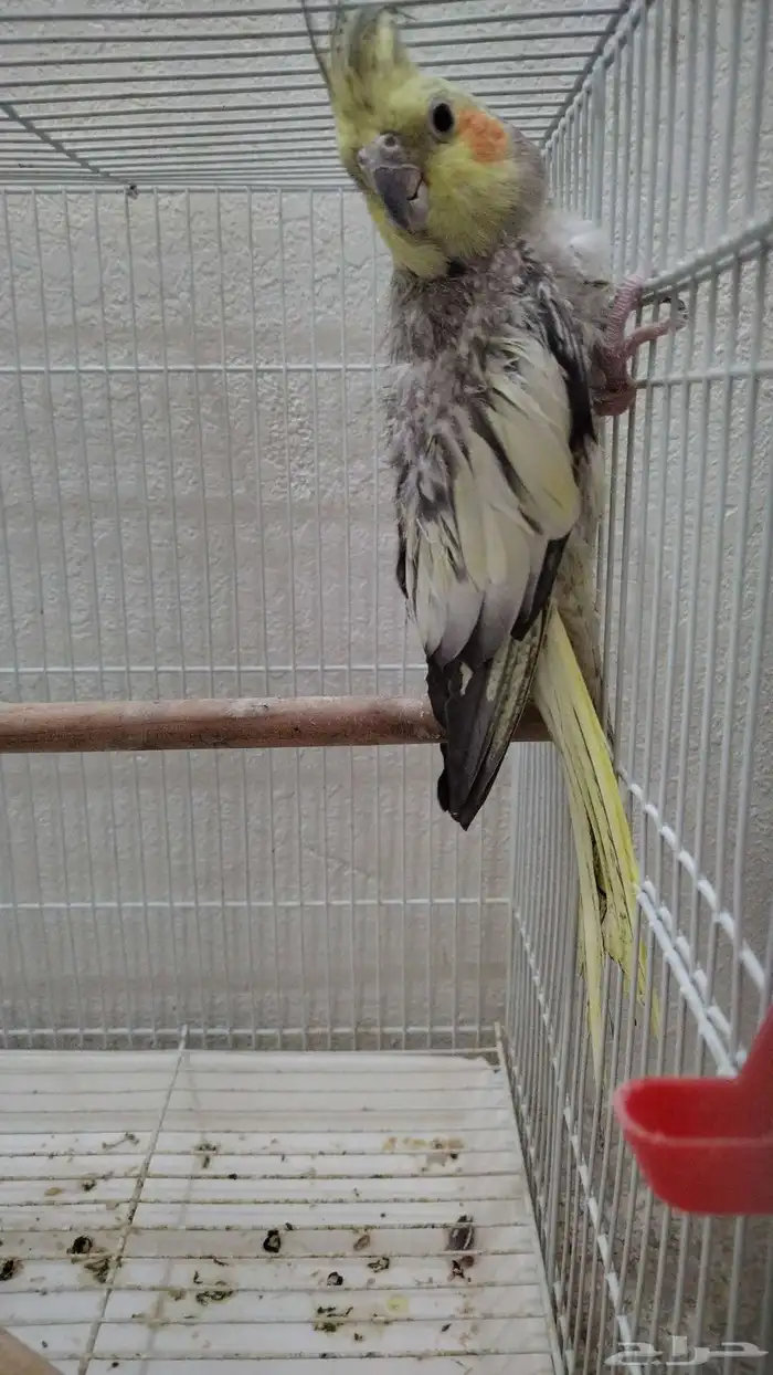 للتبني - تم الحجز 0