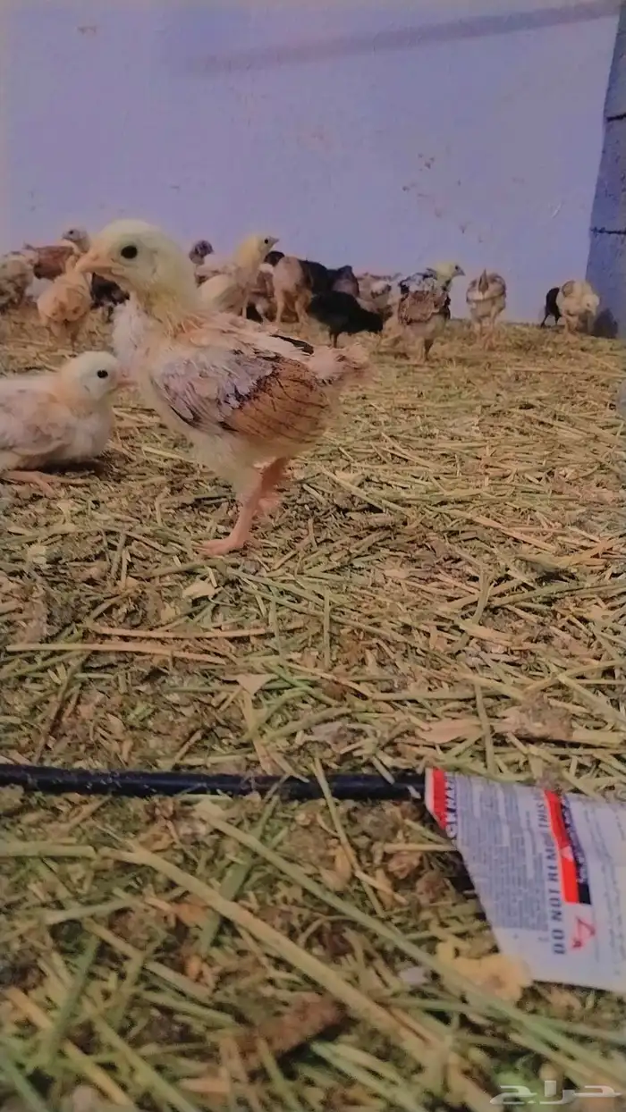 صوص بلدي ممتاز للبيع 4