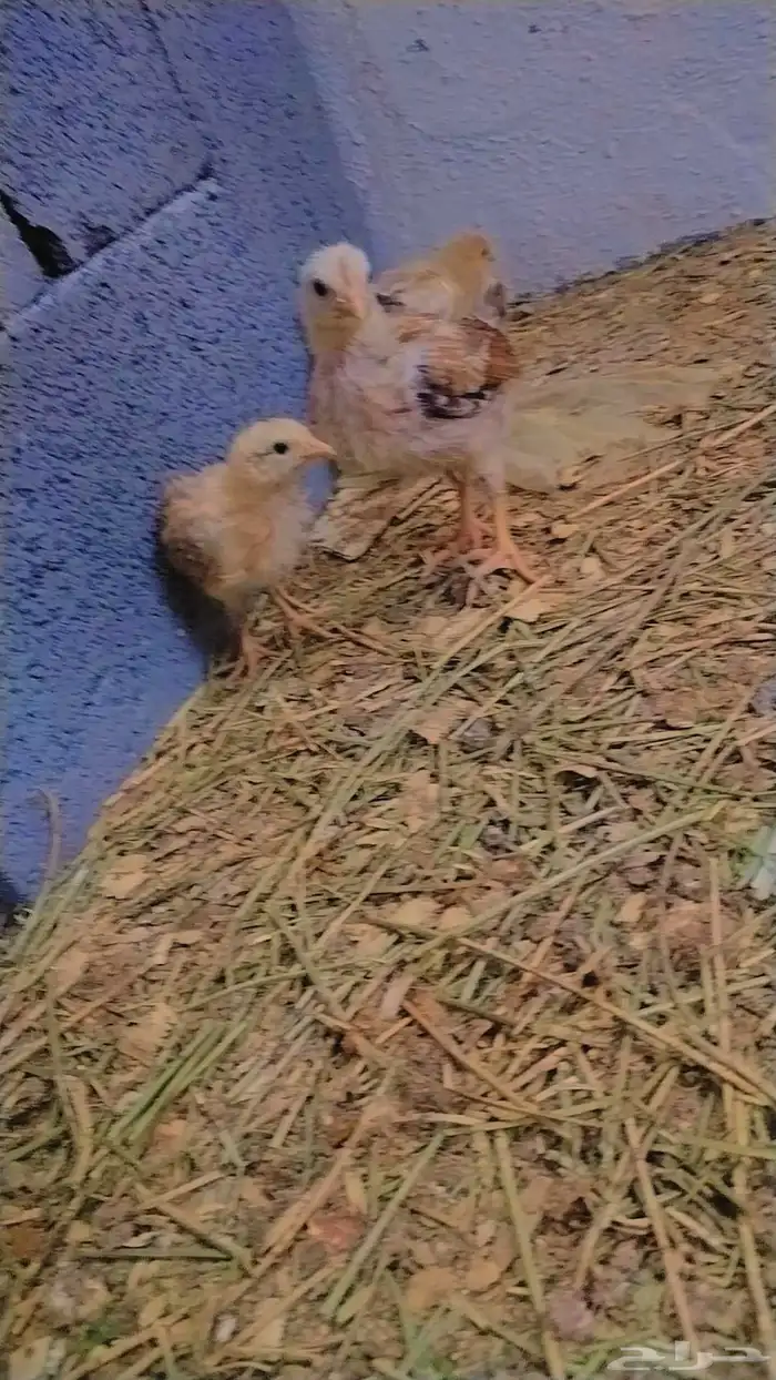 صوص بلدي ممتاز للبيع 3