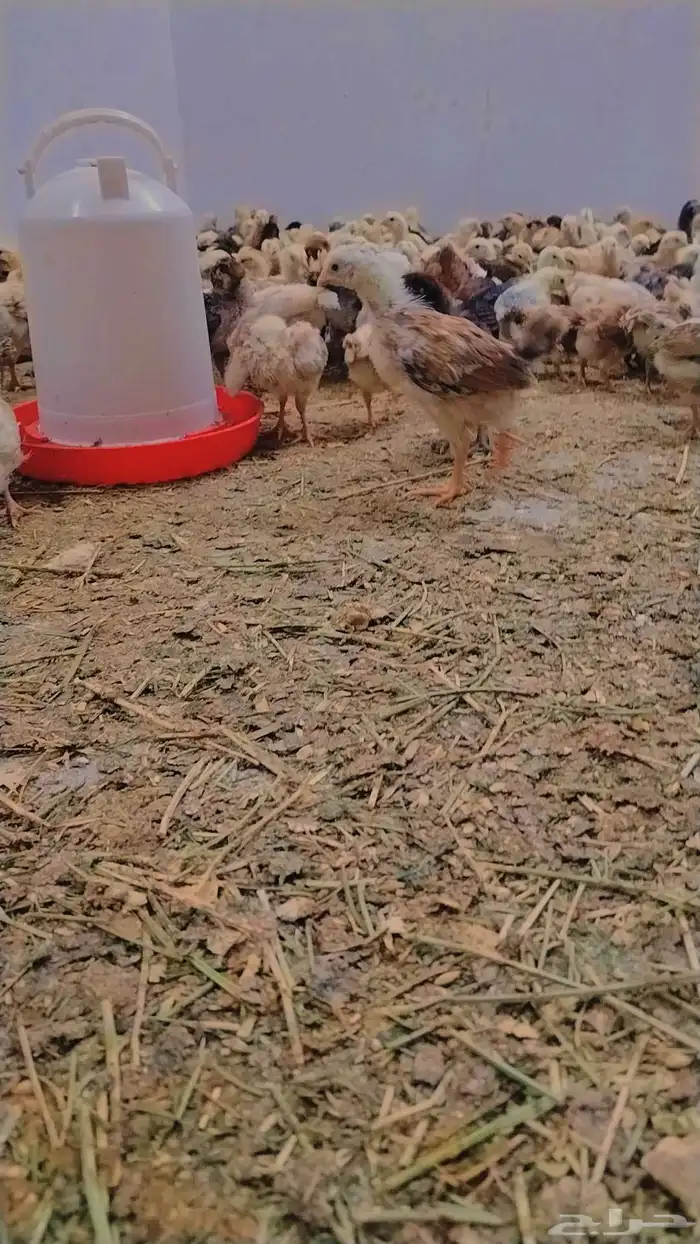 صوص بلدي ممتاز للبيع 6