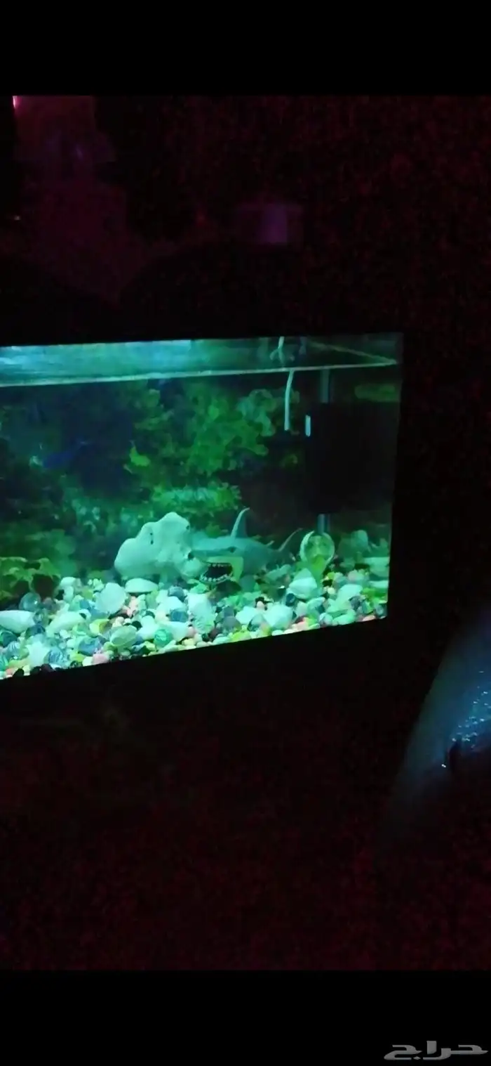 حوض سمك مع فلتر 1
