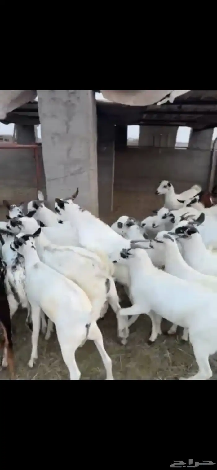 تيوس العدد 80 0