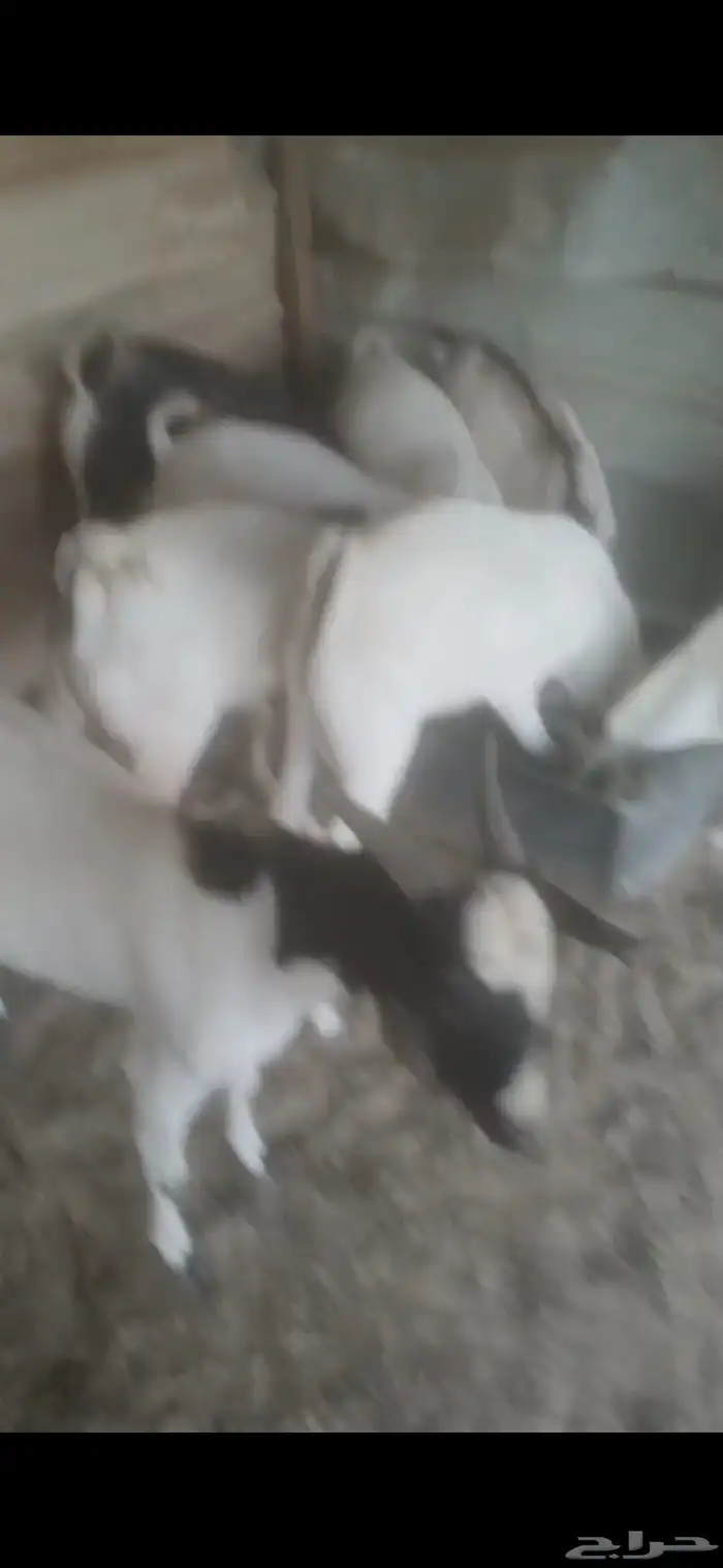 تيوس برابره مرابي اكثر من ثلاثه اشهور للبيع فل الدنام قريب س 0