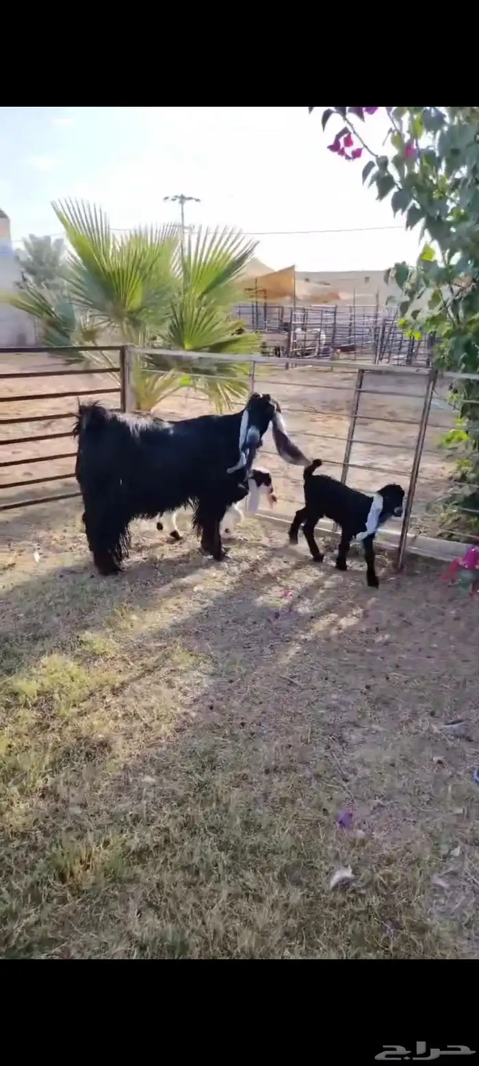 عارضيه فاخره متاومه بتيس وجفره 4