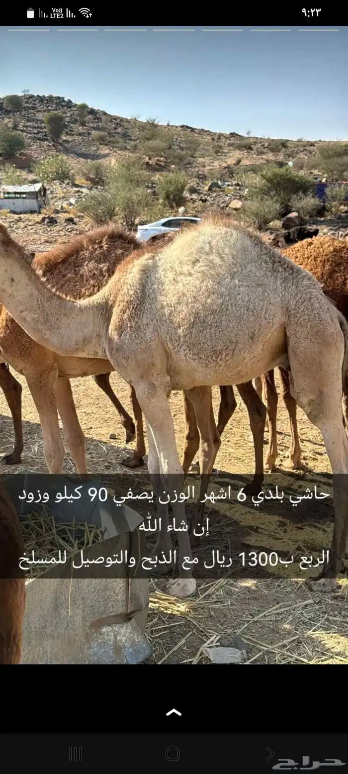 قعود لباني 0
