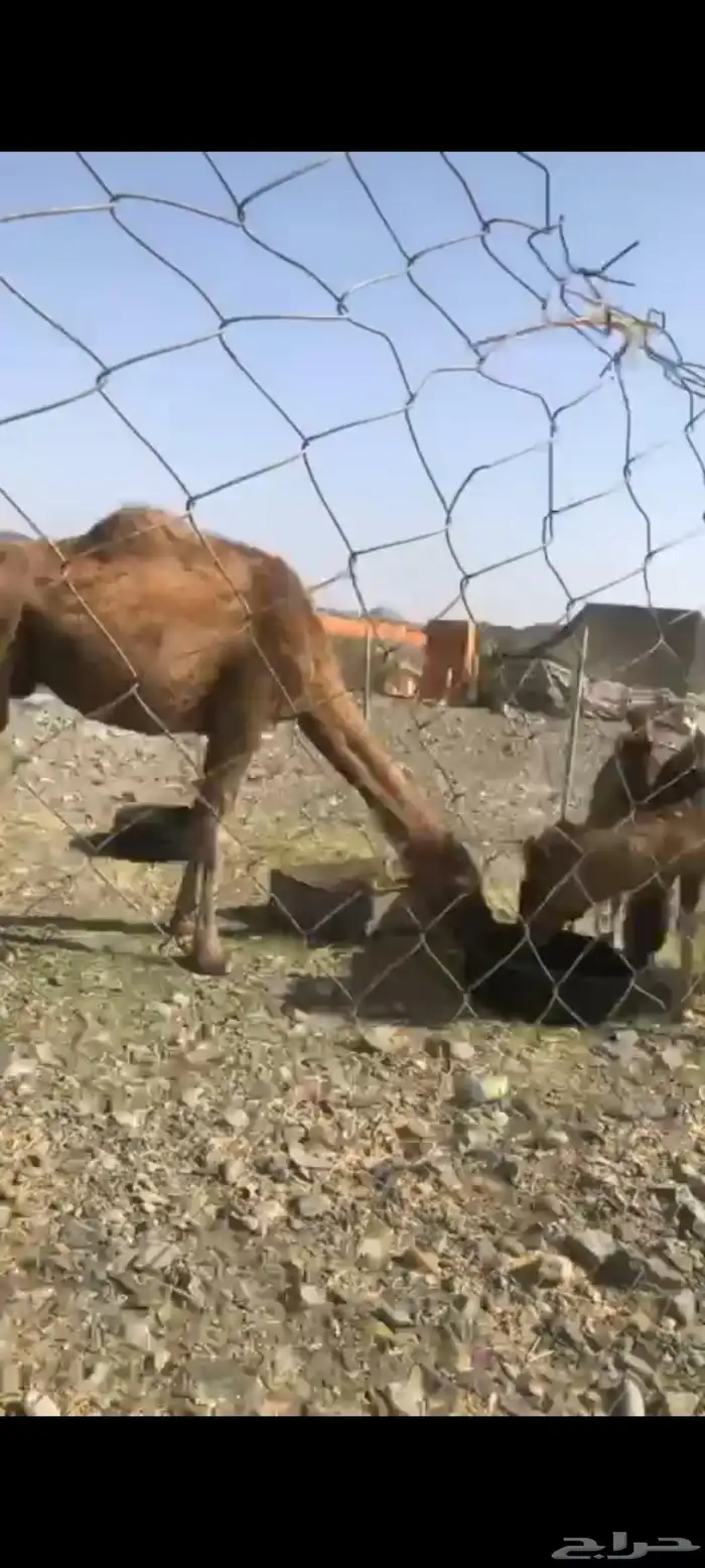 خلفات للبيع بالشدخ 4