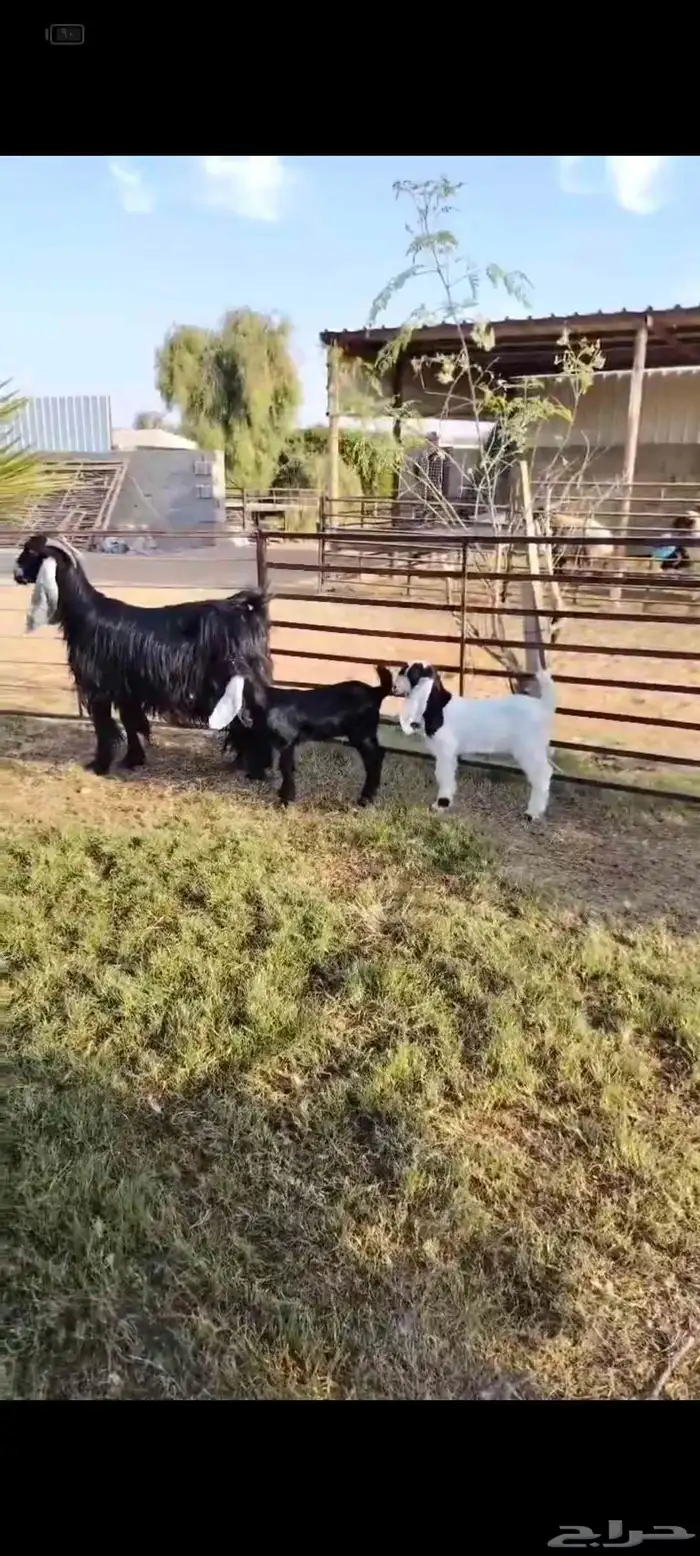 عارضيه فاخره متاومه بتيس وجفره 0