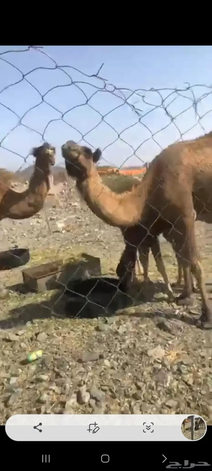 خلفات للبيع بالشدخ 5