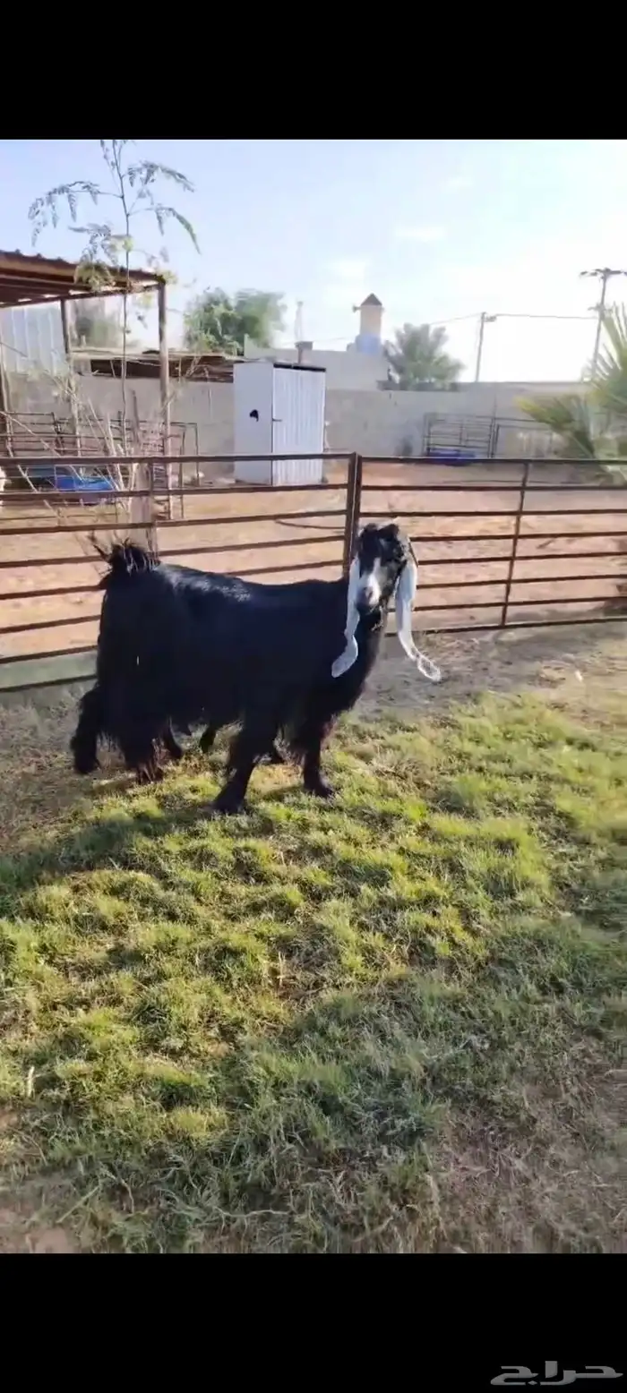 عارضيه فاخره متاومه بتيس وجفره 2