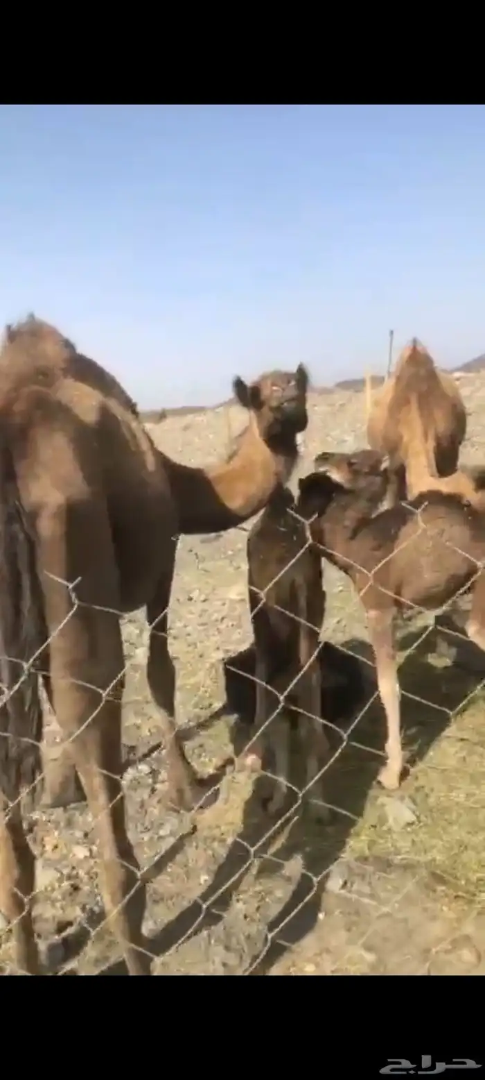 خلفات للبيع بالشدخ 3